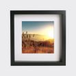 Picture of Sunrise